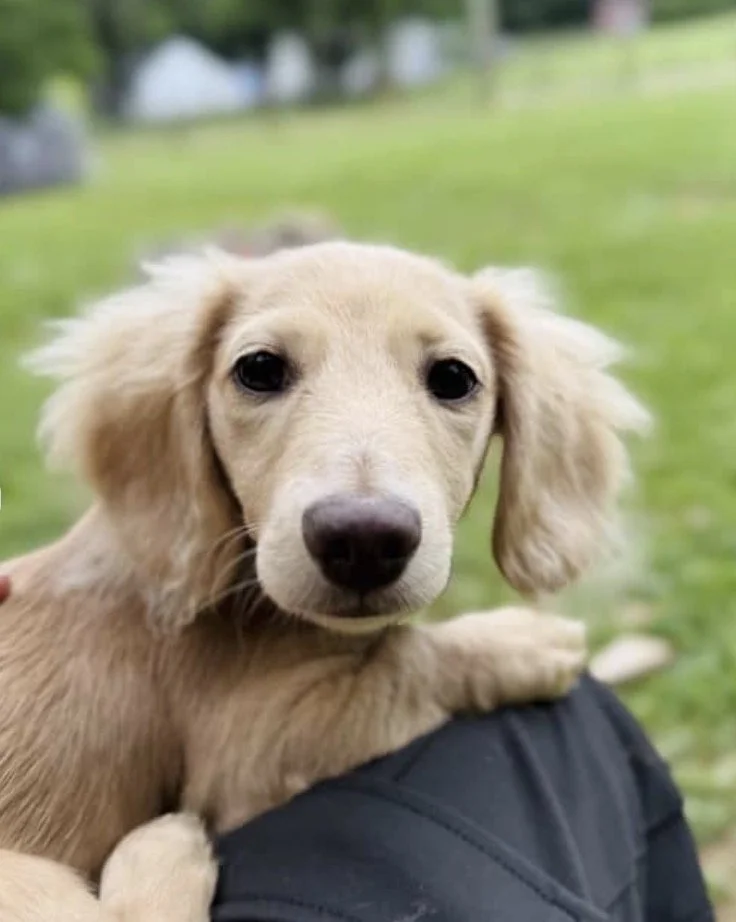 Blond Dachsund