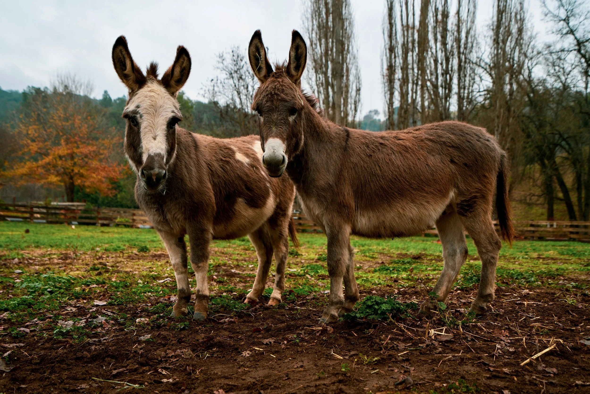 Blog 8: Every Donkey Deserves A Legendary Name