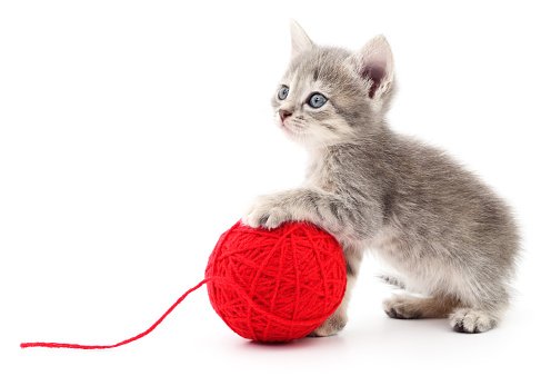 Kitty Yarn.jpg