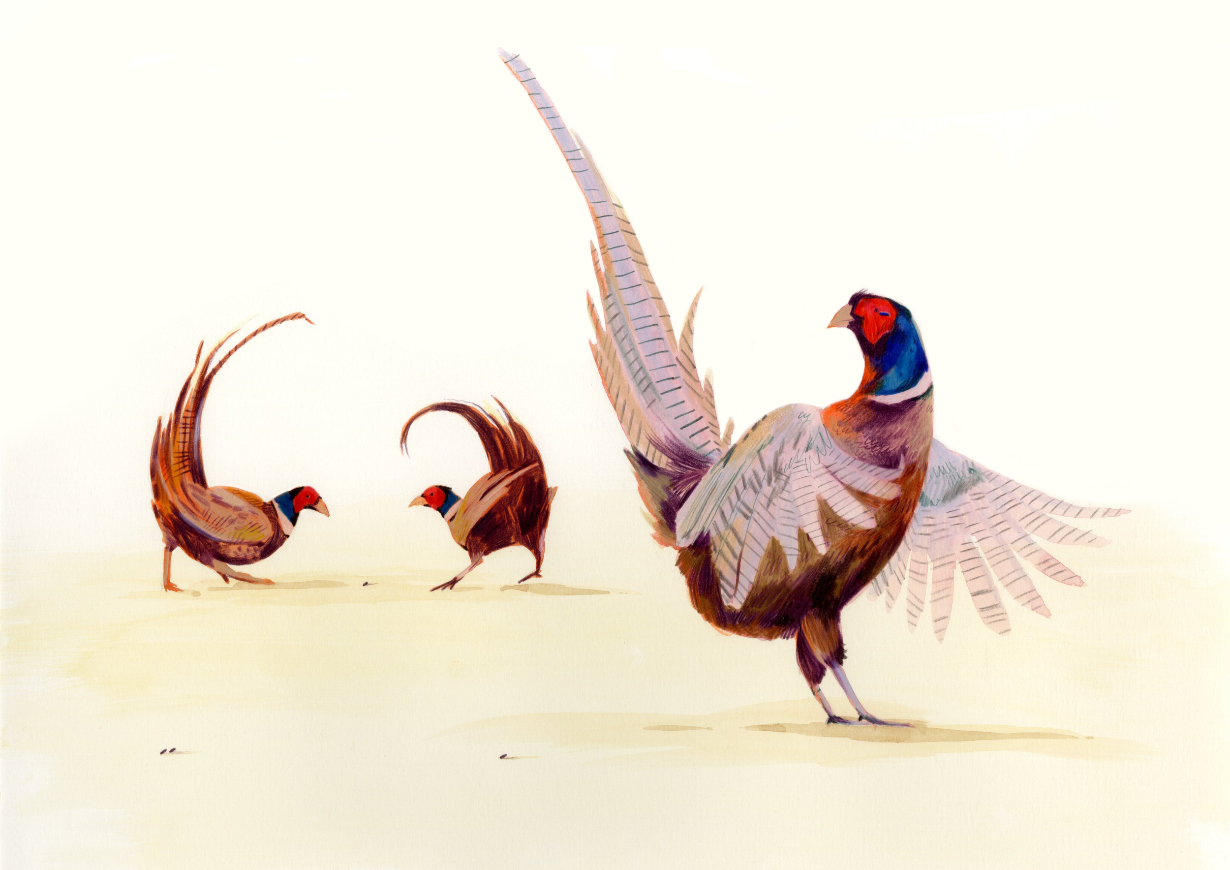 pheasants seeing raisins copy.png