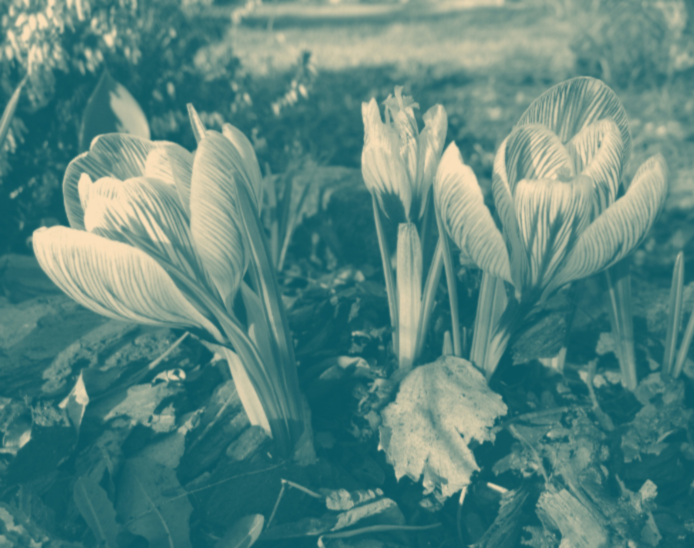 A blue and yellow tinted photo of a crocus in bloom