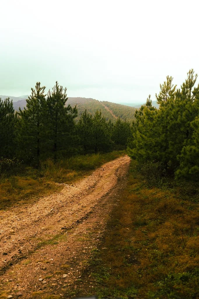 A dirt trail winding through a forest of pine trees with rolling hills in the background under cloudy sky.