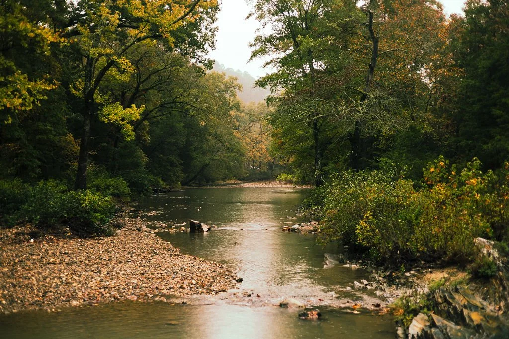 A serene river flowing through a forest with green and yellow leaves, some trees leaning over the water, and a rocky riverbank on one side.