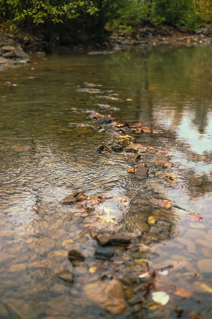 A shallow stream with water flowing over rocks and fallen leaves, surrounded by green trees and bushes.