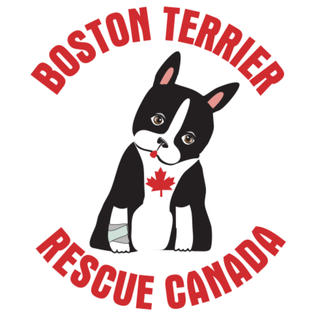 Boston Terrier Rescue Canada