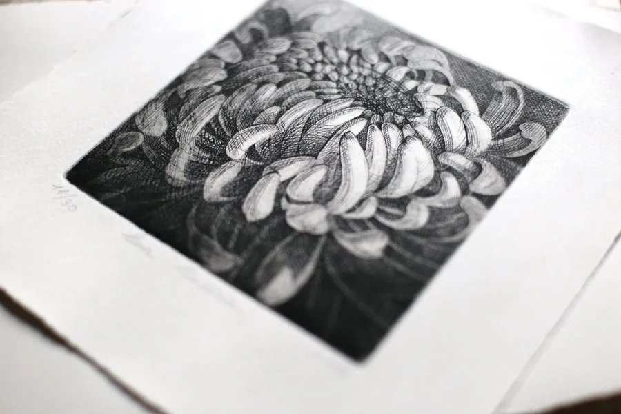 Chrysanthemum