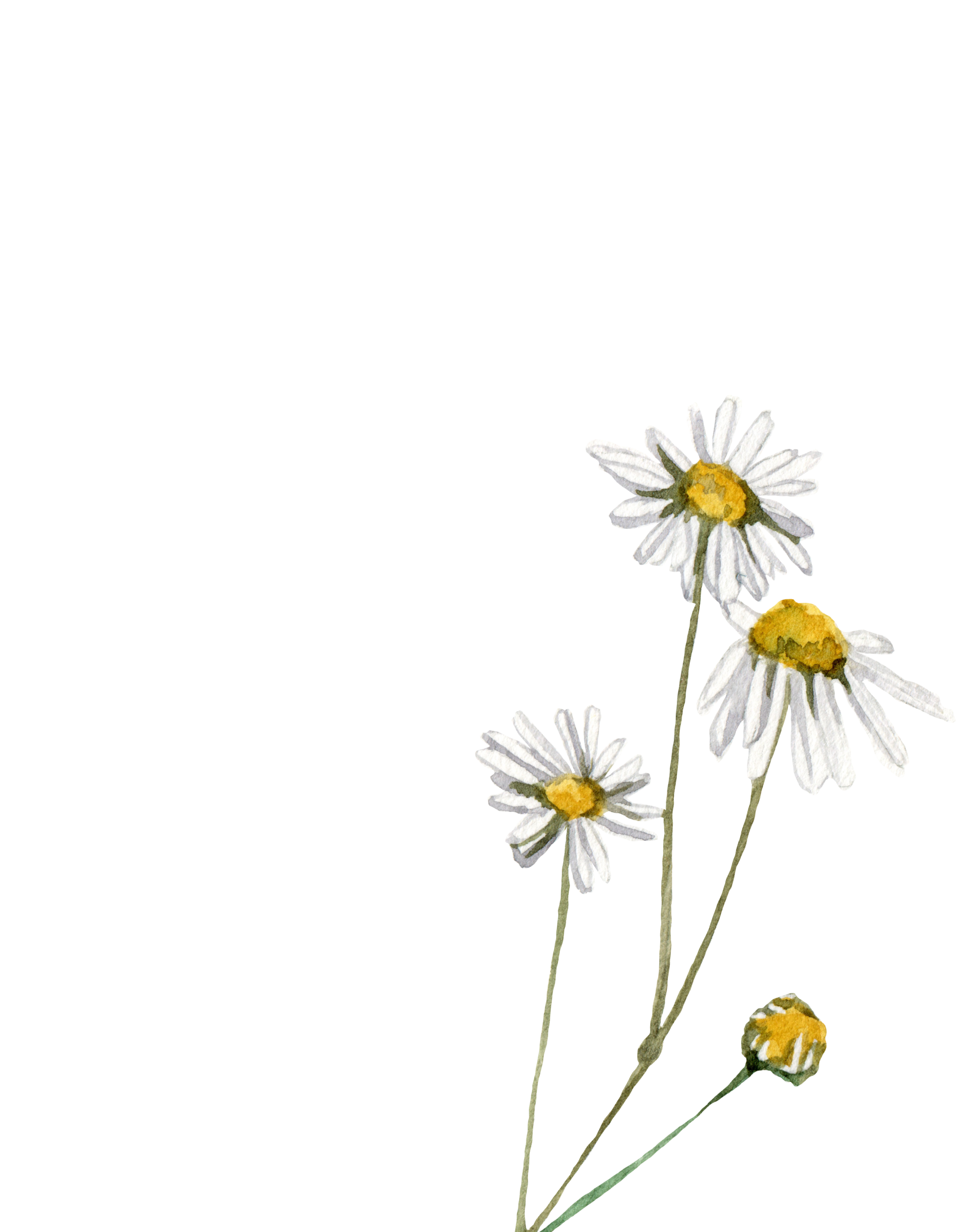Watercolor illustration of three daisies with white petals and yellow centers against a black background.