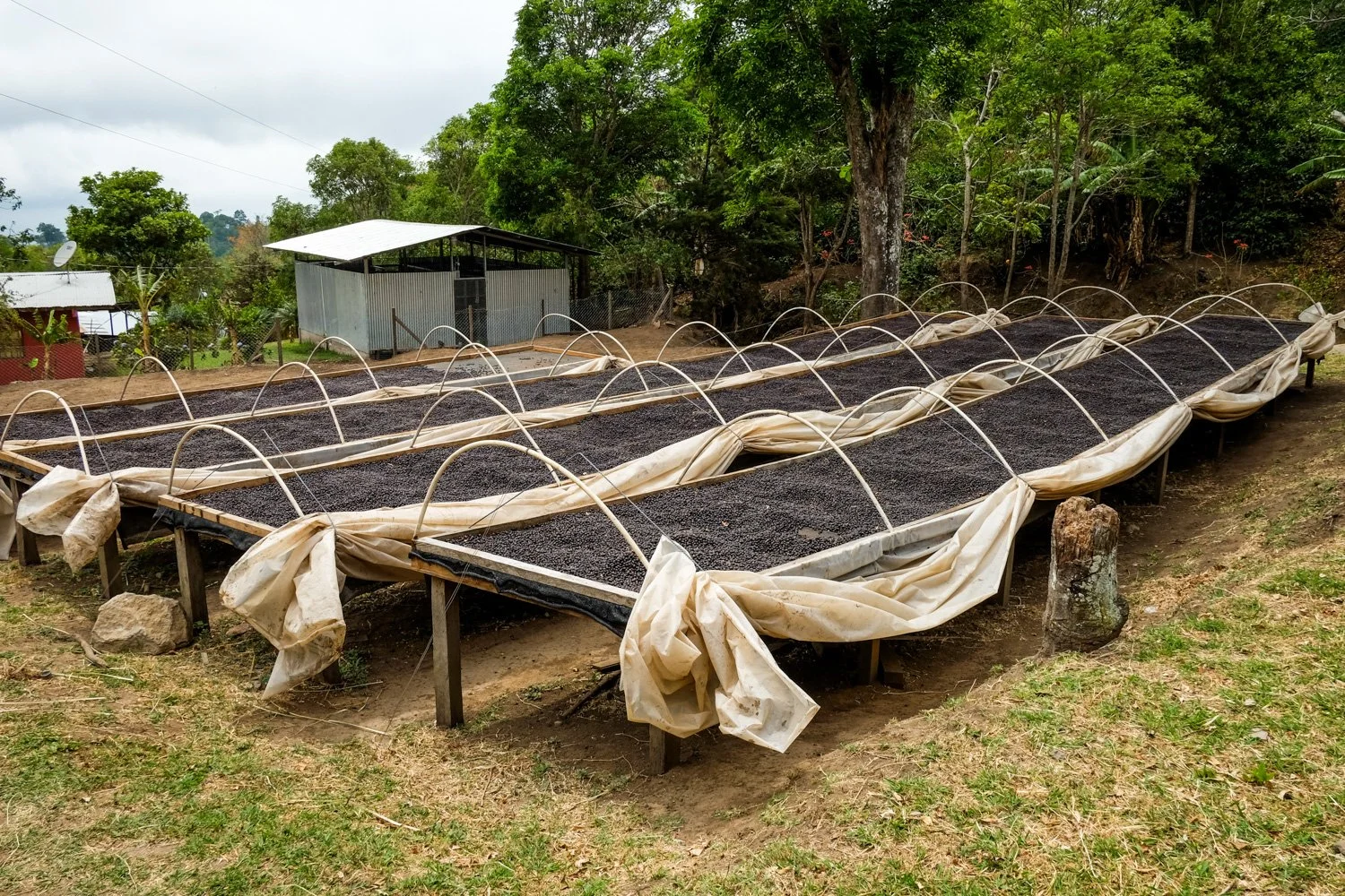 FST_Volcan, Chiriqui - Panama 04-03-2016-230-30.jpg
