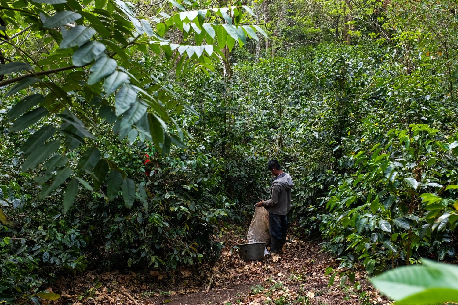 FST_Volcan, Chiriqui - Panama 04-03-2016-5-7.jpg