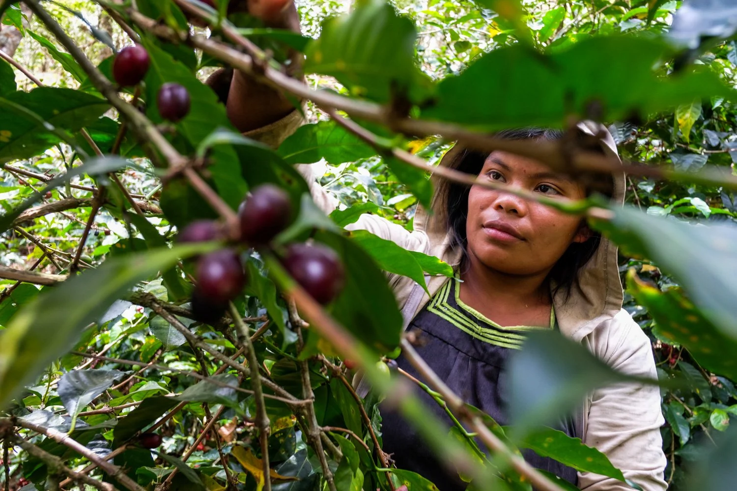 FST_Volcan, Chiriqui - Panama 04-03-2016-128-10.jpg