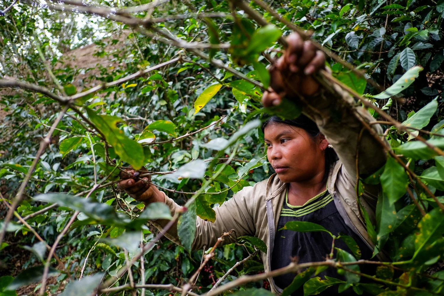 FST_Volcan, Chiriqui - Panama 04-03-2016-153-13.jpg