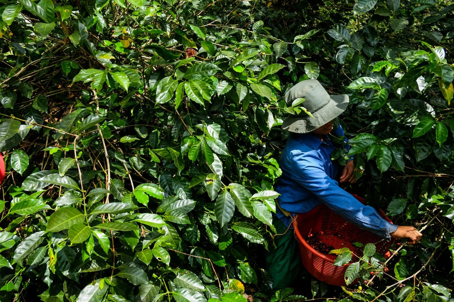 FST_Volcan, Chiriqui - Panama 04-03-2016-133-11.jpg