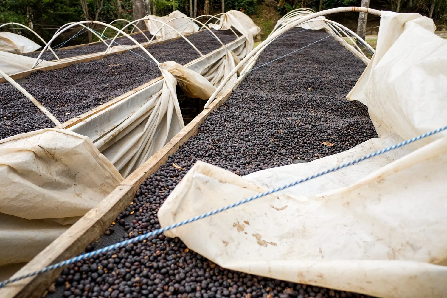 FST_Volcan, Chiriqui - Panama 04-03-2016-184-18.jpg