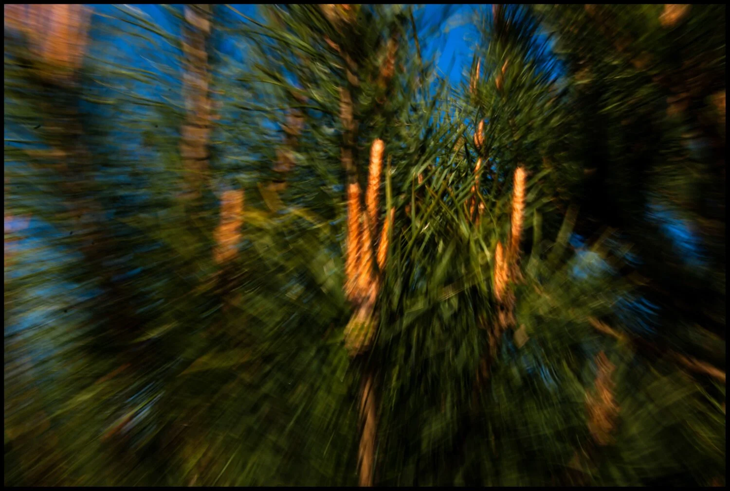 NATURALEZA_POLONIA_2008-13.jpg
