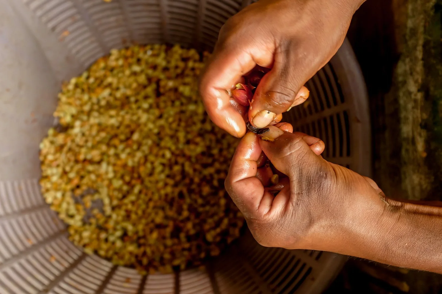 FST_Volcan, Chiriqui - Panama 04-03-2016-23-28.jpg