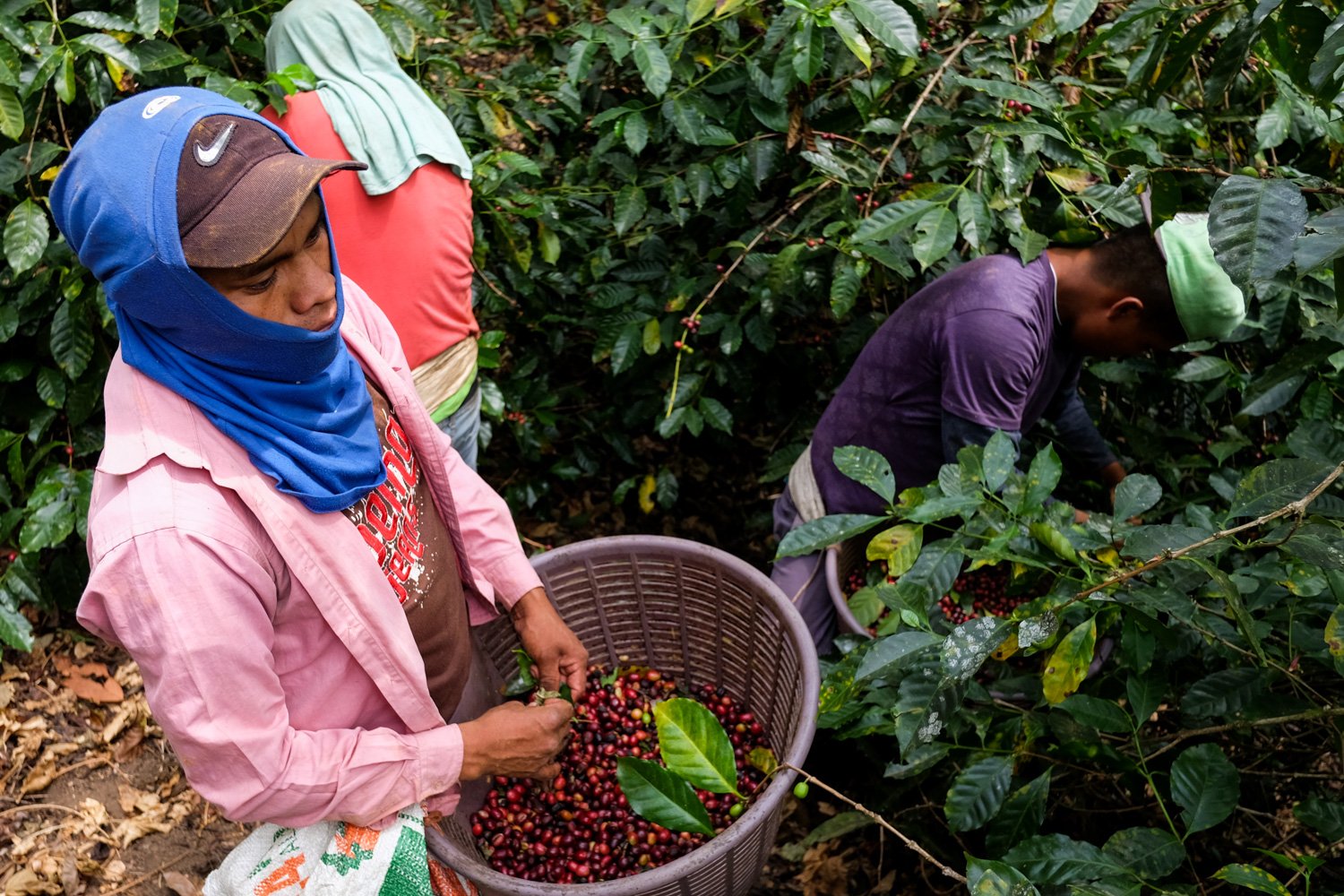 FST_Volcan, Chiriqui - Panama 04-03-2016-109-5.jpg