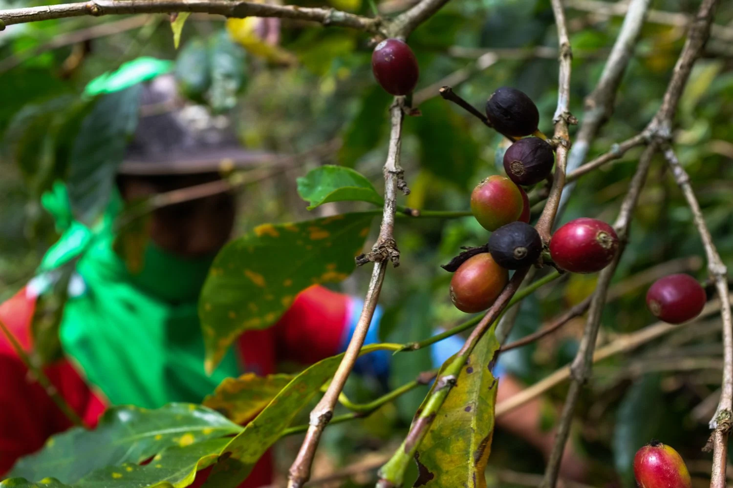 FST_Volcan, Chiriqui - Panama 04-03-2016-3-4.jpg