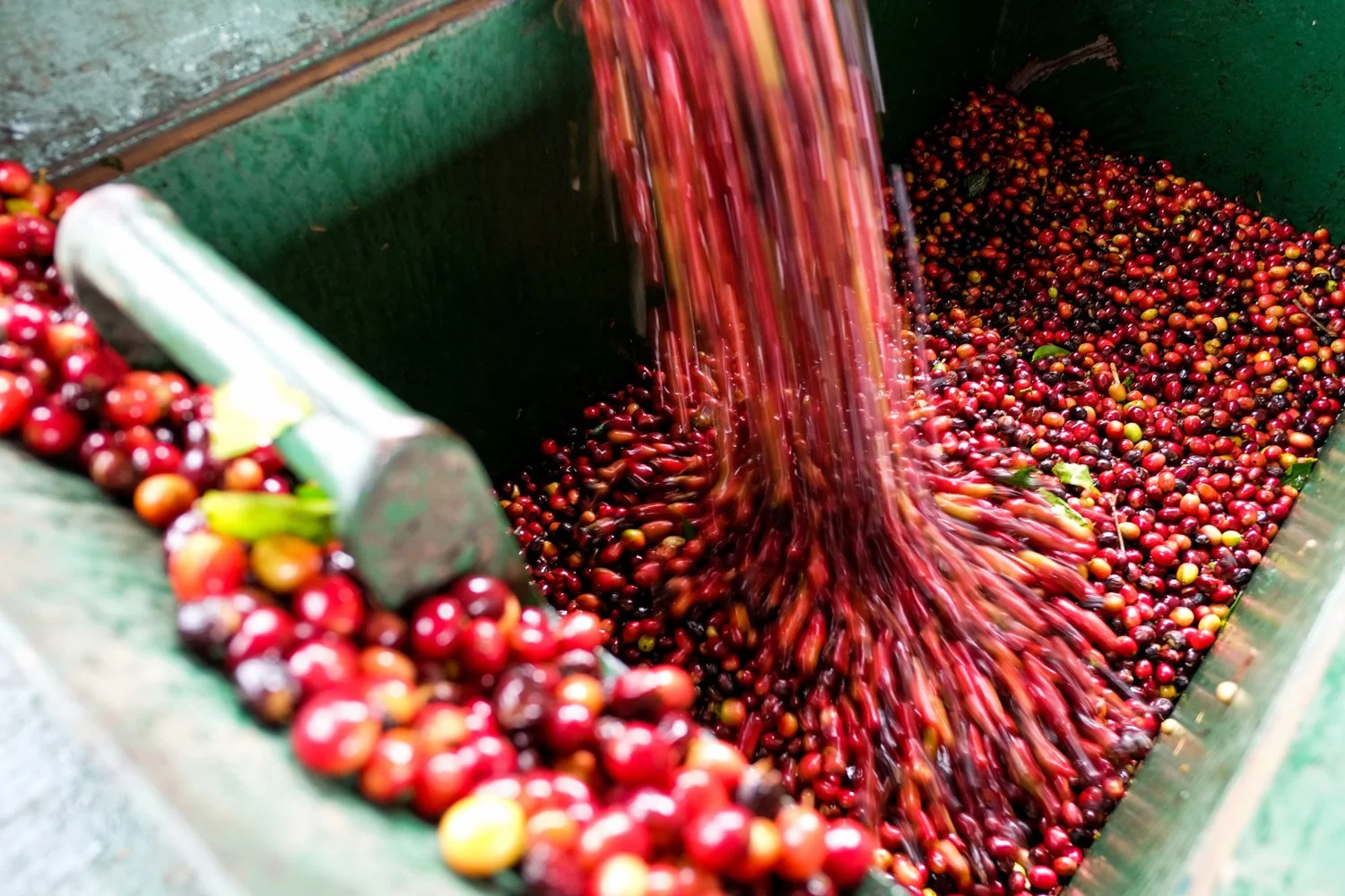FST_Volcan, Chiriqui - Panama 04-03-2016-198-20.jpg