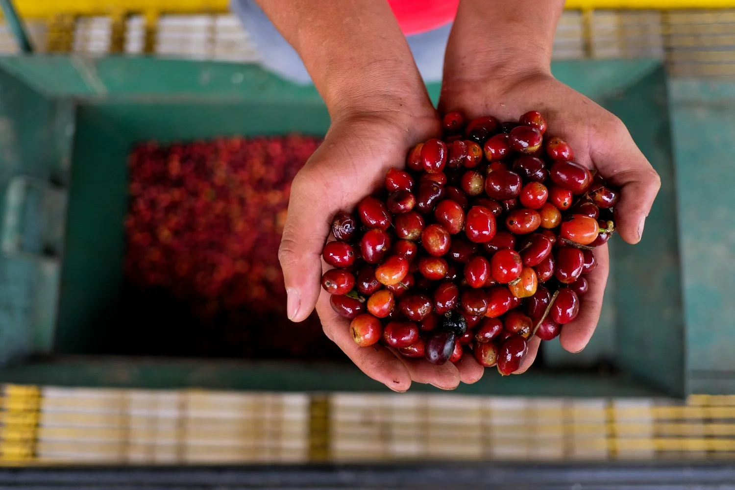 ASIGNACIÓN PARA FINCA SANTA TERESA (FST) - PANAMÁ