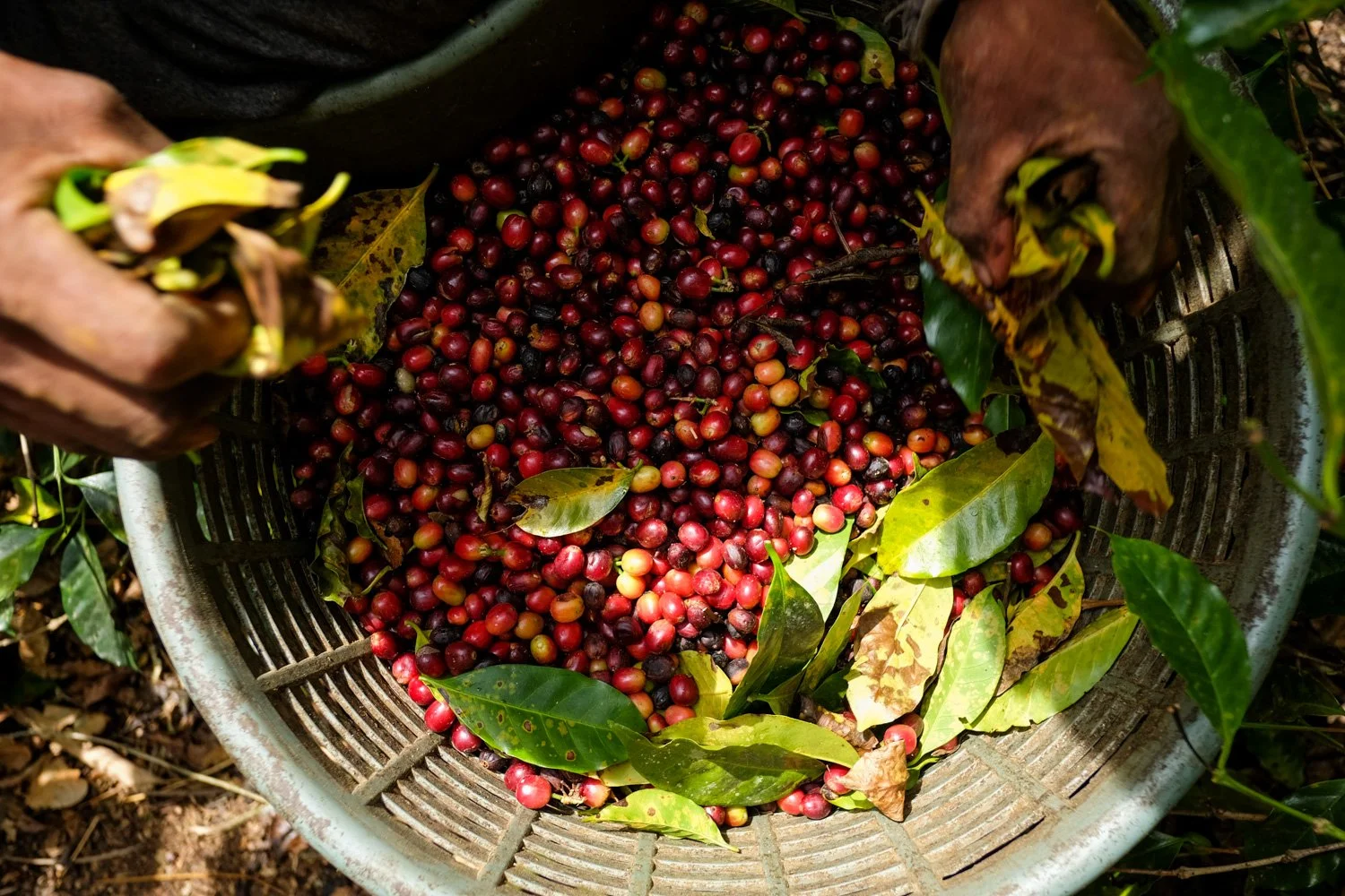 FST_Volcan, Chiriqui - Panama 04-03-2016-87-1.jpg