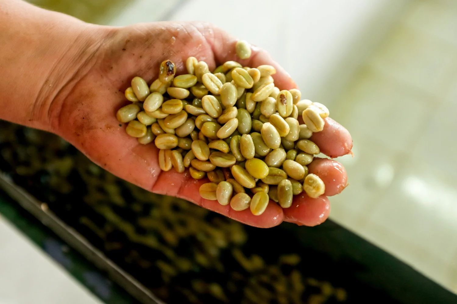 FST_Volcan, Chiriqui - Panama 04-03-2016-12-24.jpg