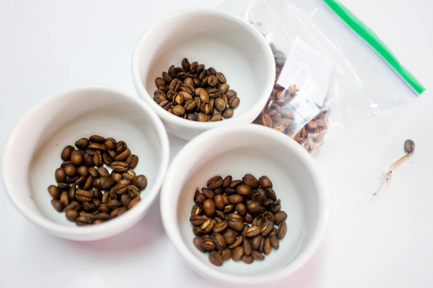 FST_Volcan, Chiriqui - Panama 04-03-2016-60-31.jpg