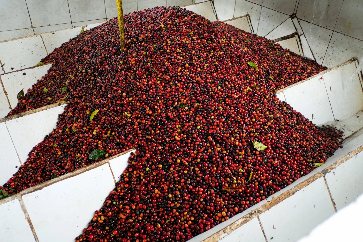 FST_Volcan, Chiriqui - Panama 04-03-2016-204-21.jpg