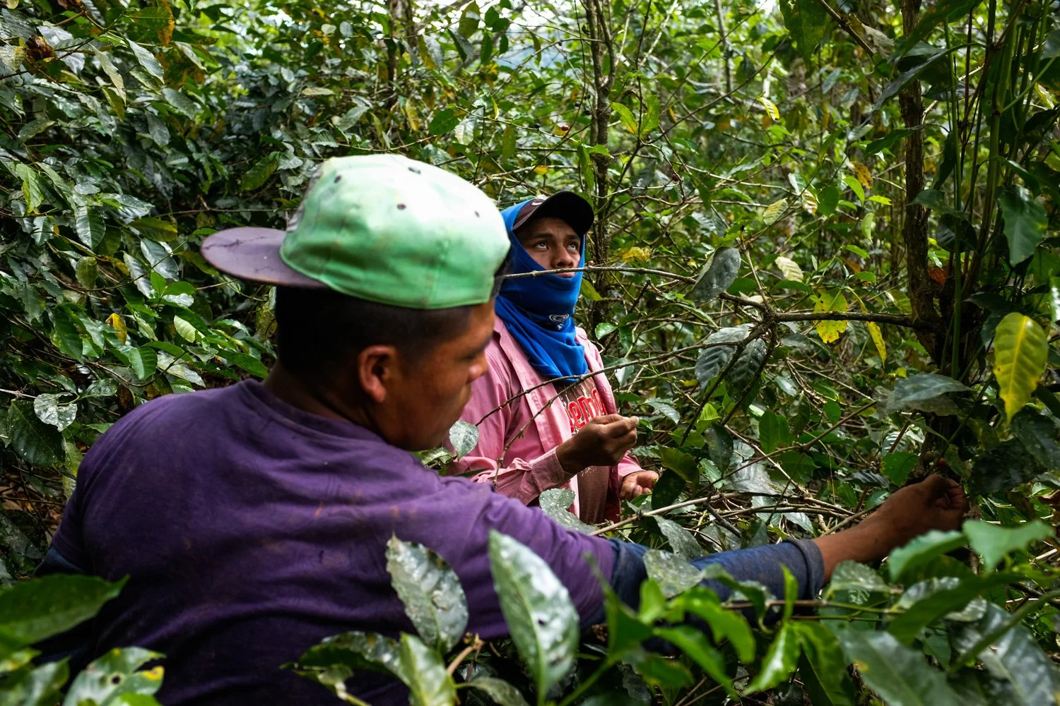 FST_Volcan, Chiriqui - Panama 04-03-2016-7-8.jpg