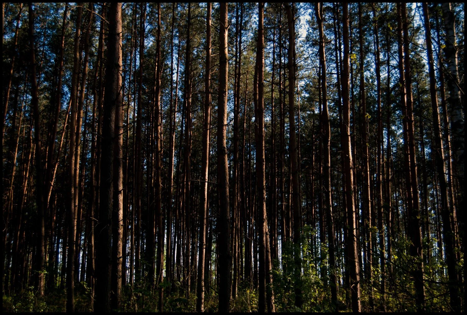 NATURALEZA_POLONIA_2008-16.jpg