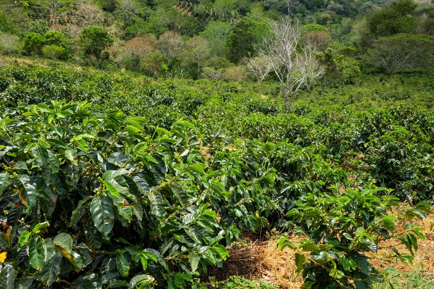 FST_Volcan, Chiriqui - Panama 04-03-2016-170-17.jpg