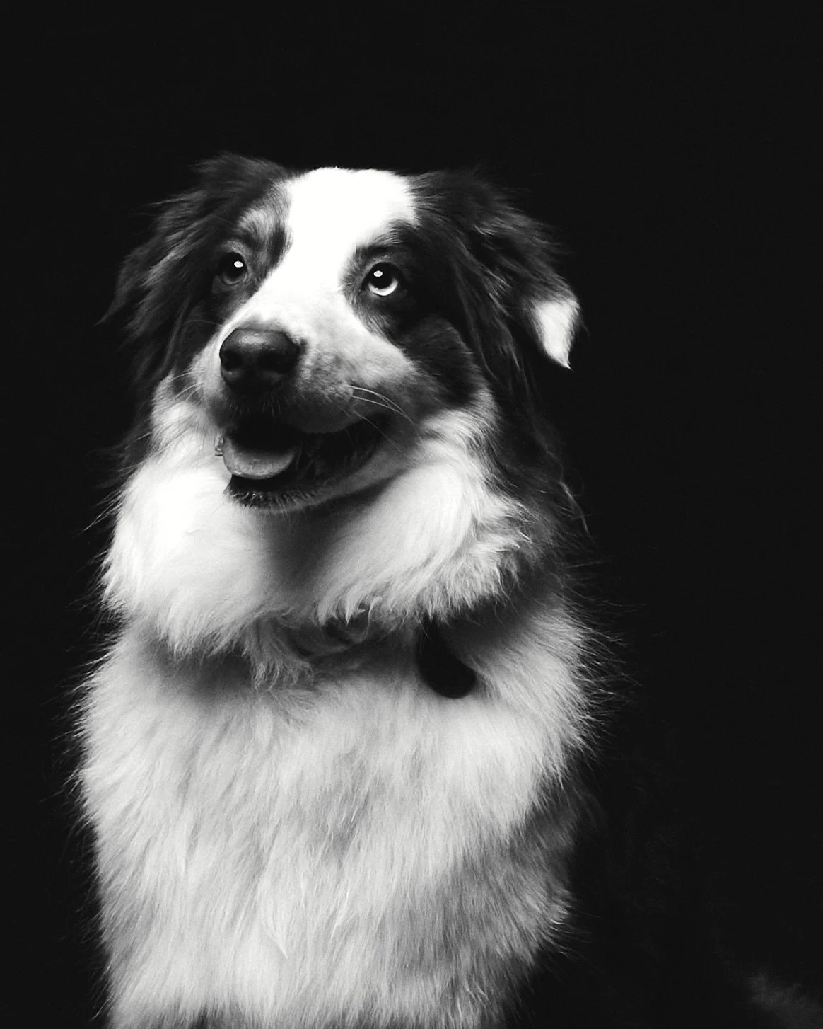 We love the joyful chaos that happens when a dog runs into the studio! We&rsquo;re not just pet-friendly, we encourage it. You can bring your dogs, cats, and even rabbits &mdash; they&rsquo;re family, after all, aren&rsquo;t they?

Crucially, it&rsqu