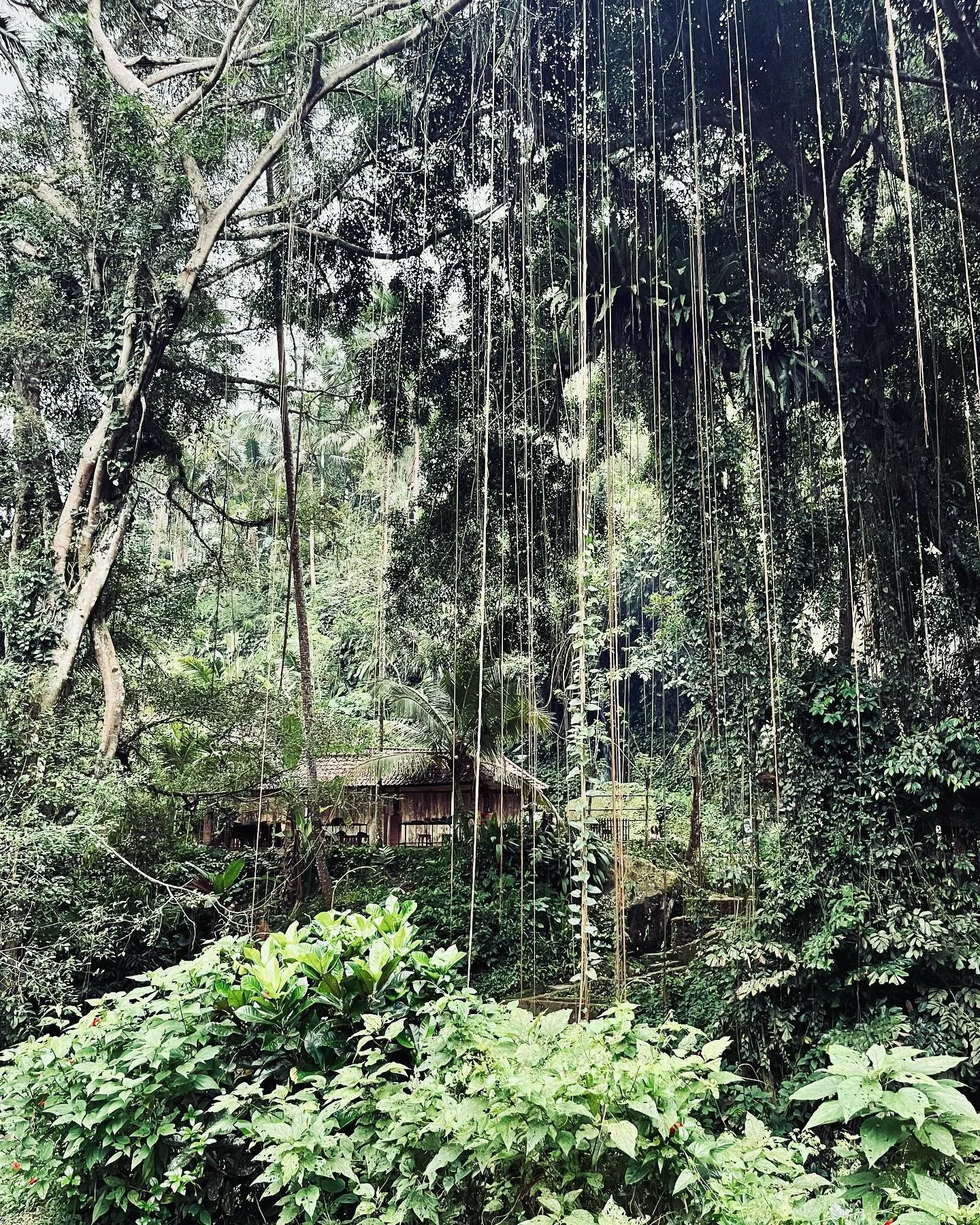 Grateful to have experienced the shinrin-yoku, a Buddhist practice and Japanese word that literally means &ldquo;forest bathing&rdquo;, and consists of being connected with nature in complete silence and meditation.
For 3 days I&rsquo;ve been complet