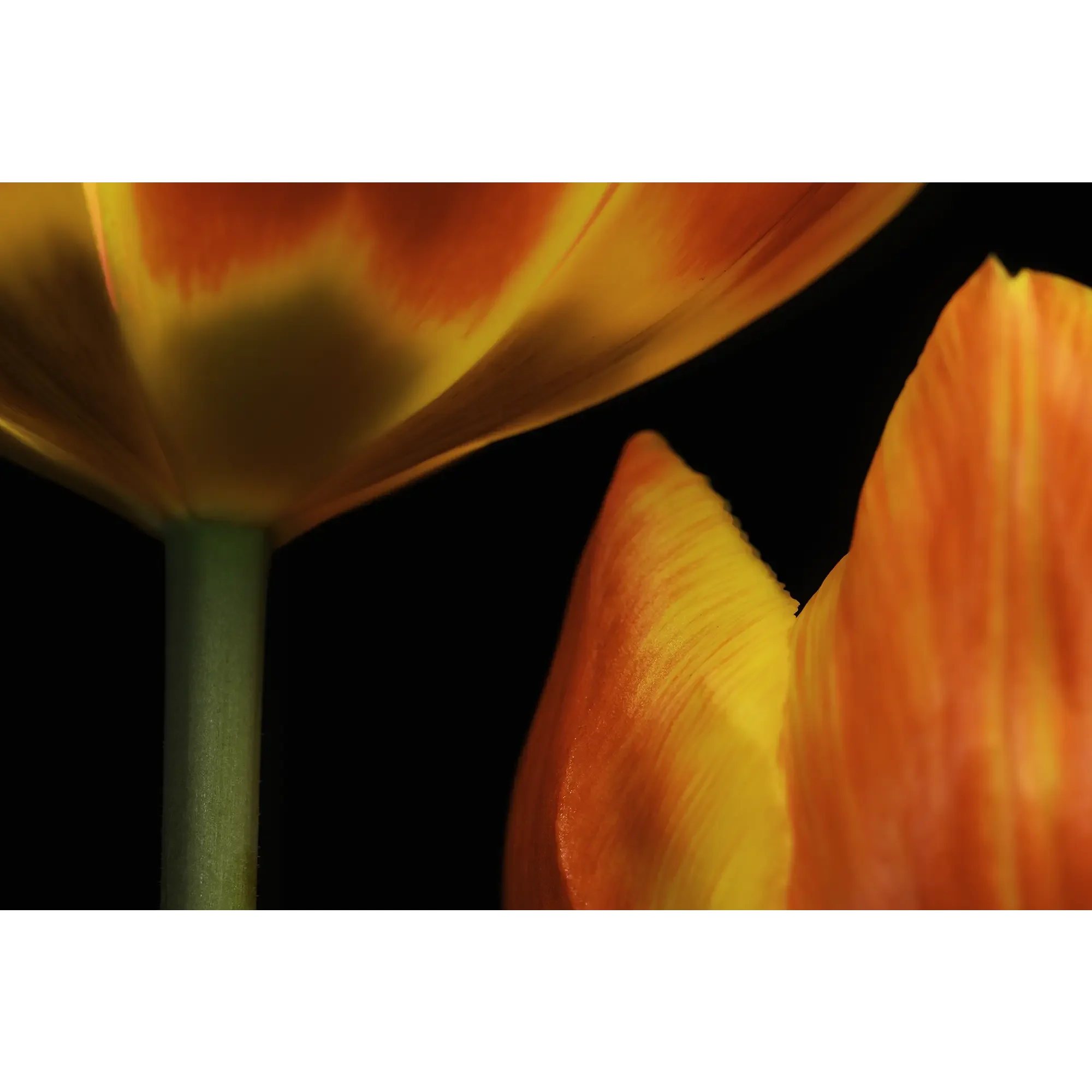 Rot-orangene Tulpe No. 1