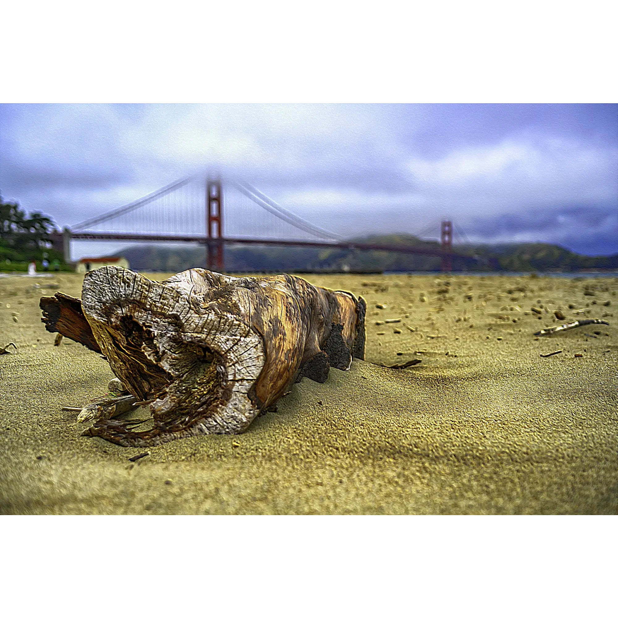 Treibholz am Strand von San Francisco