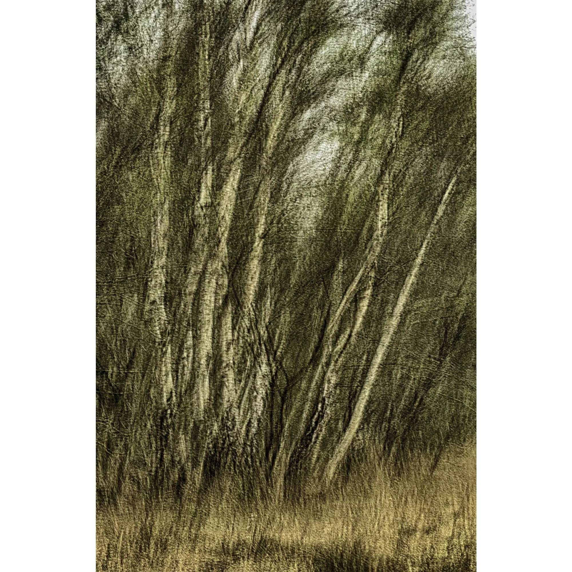 Abstrakte Landschaftsfotografie Birkenwäldchen Emsländer Moor mit senkrechten Baumstämmen und Lücke