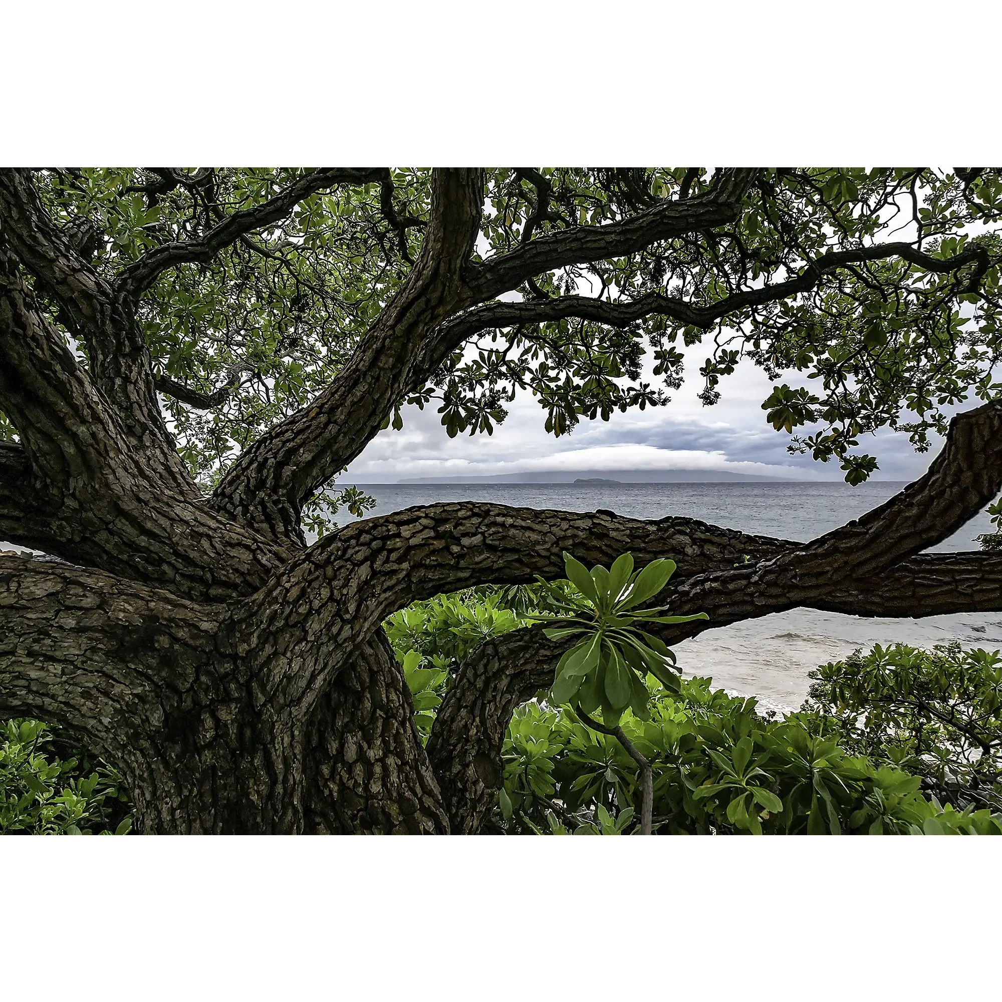 Baum auf Maui