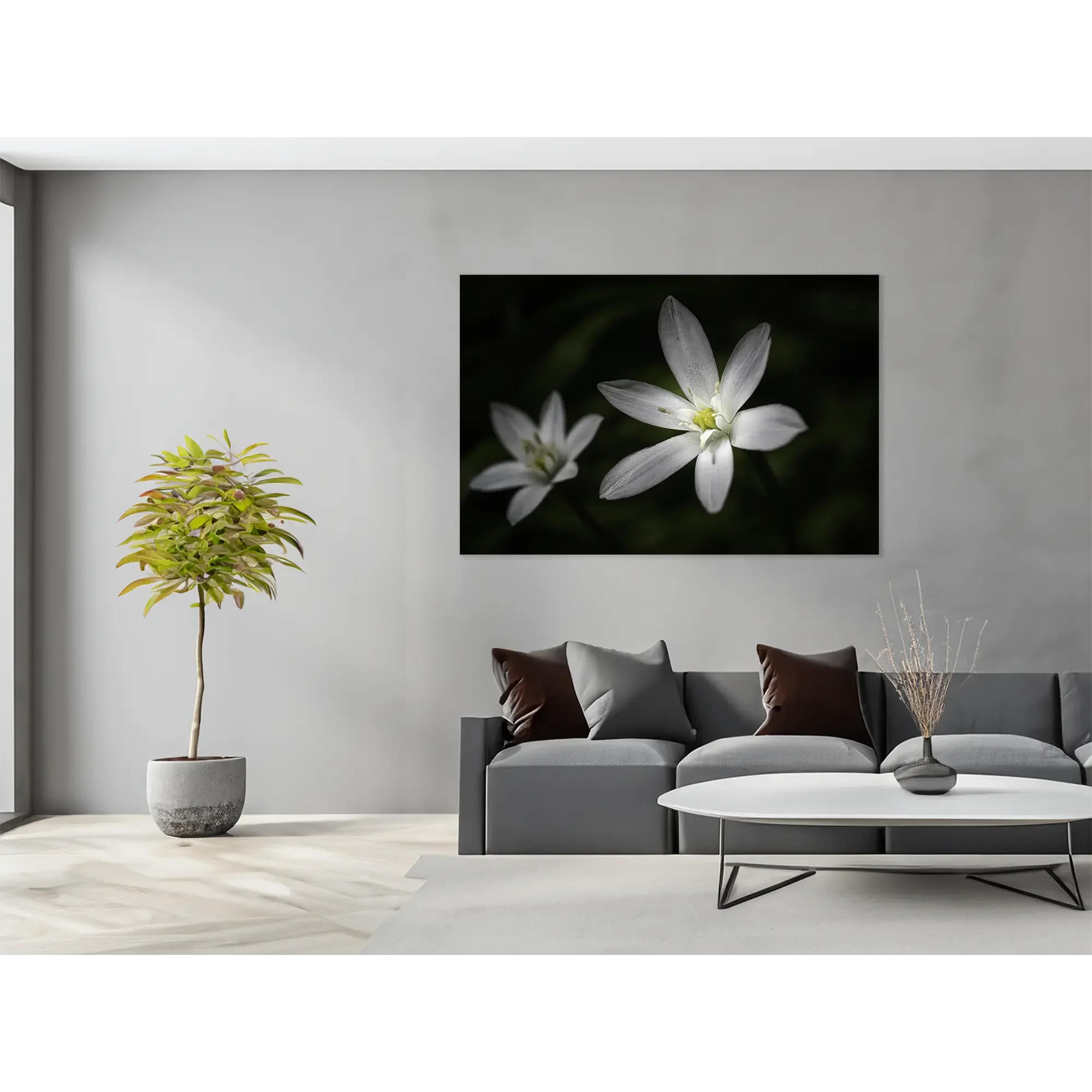 _JP72228-Milchsterne - im Raum.webp