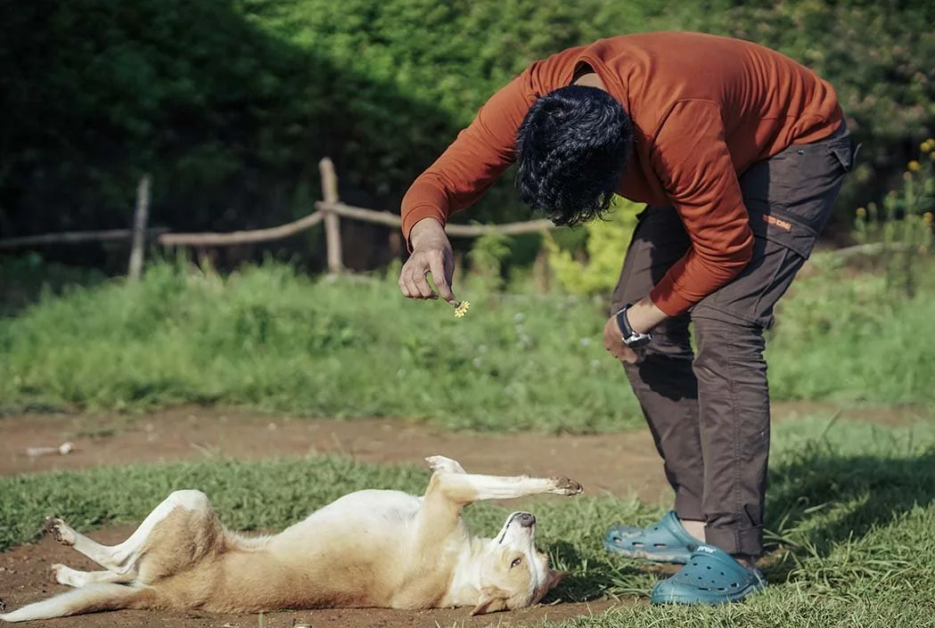 person playing with their dog