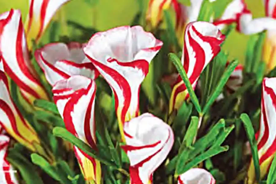 Festive Plants for the Holidays