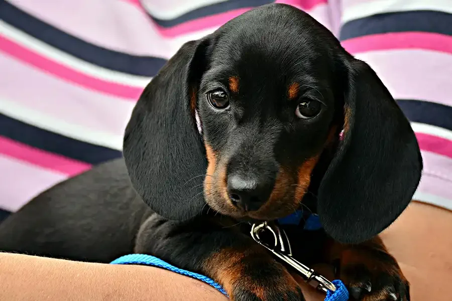 How to Avoid These Holiday Scams – BBB Tips