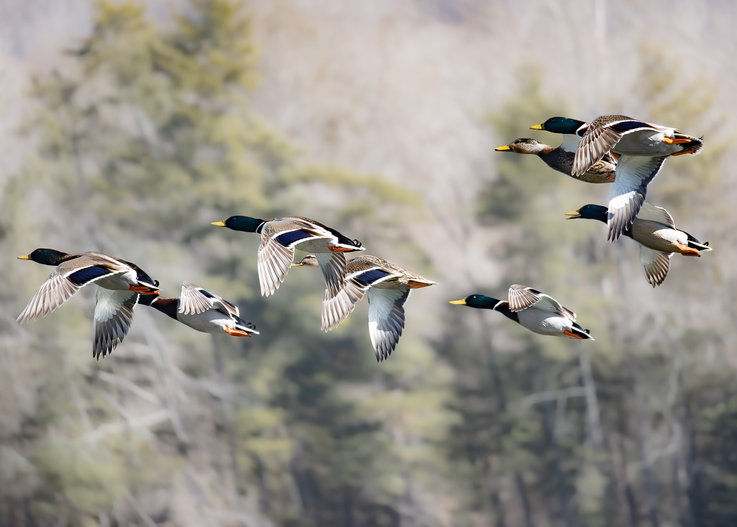 Flying Mallards.jpg