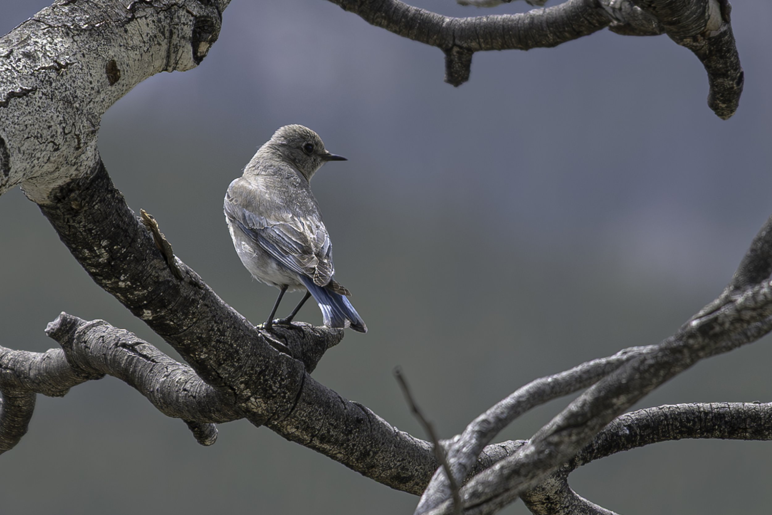 Mountain Bluebird.jpg