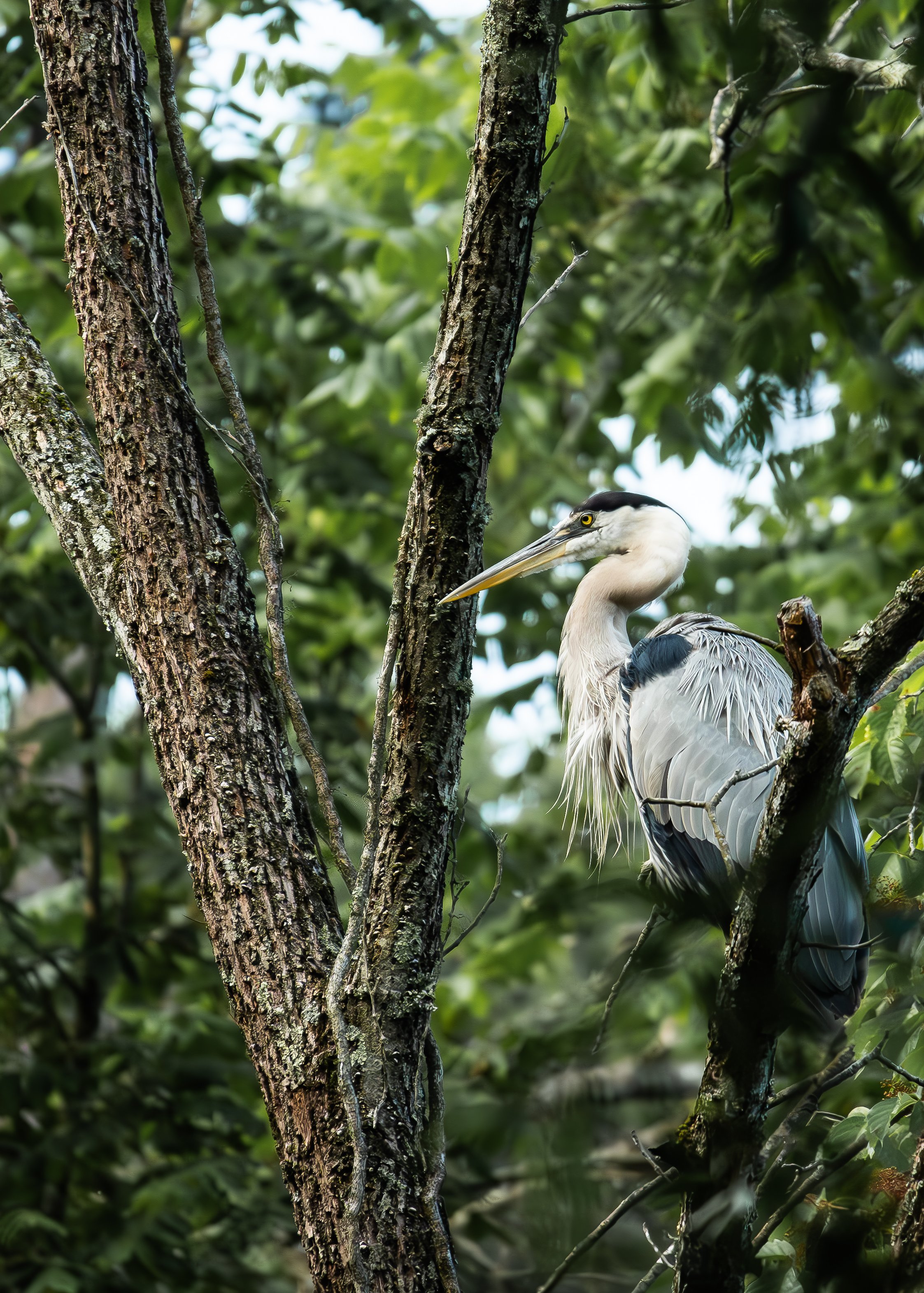Great Blue in Tree.jpg