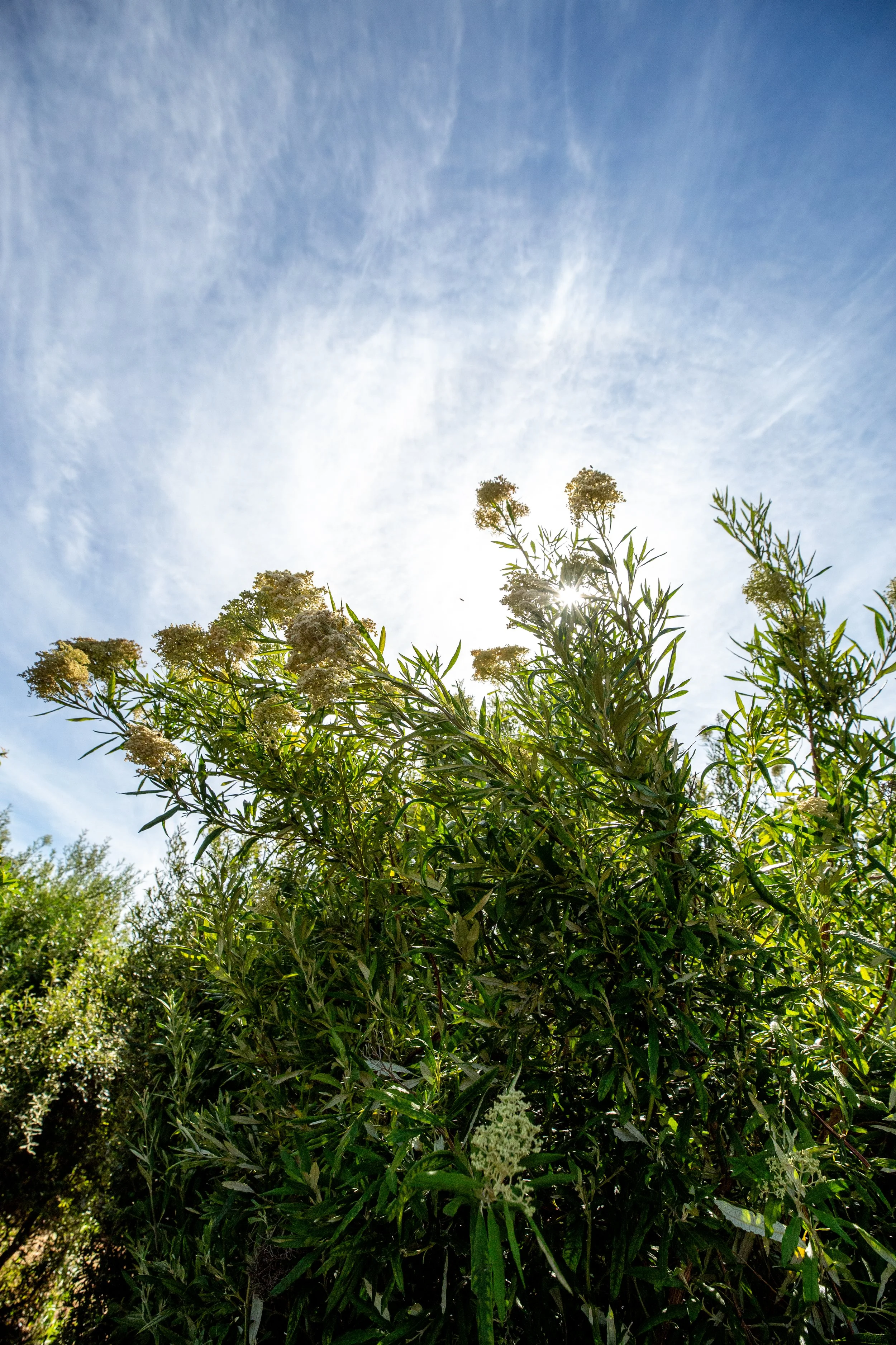 1 - 20251205 - bertha - HELG9308_.jpg