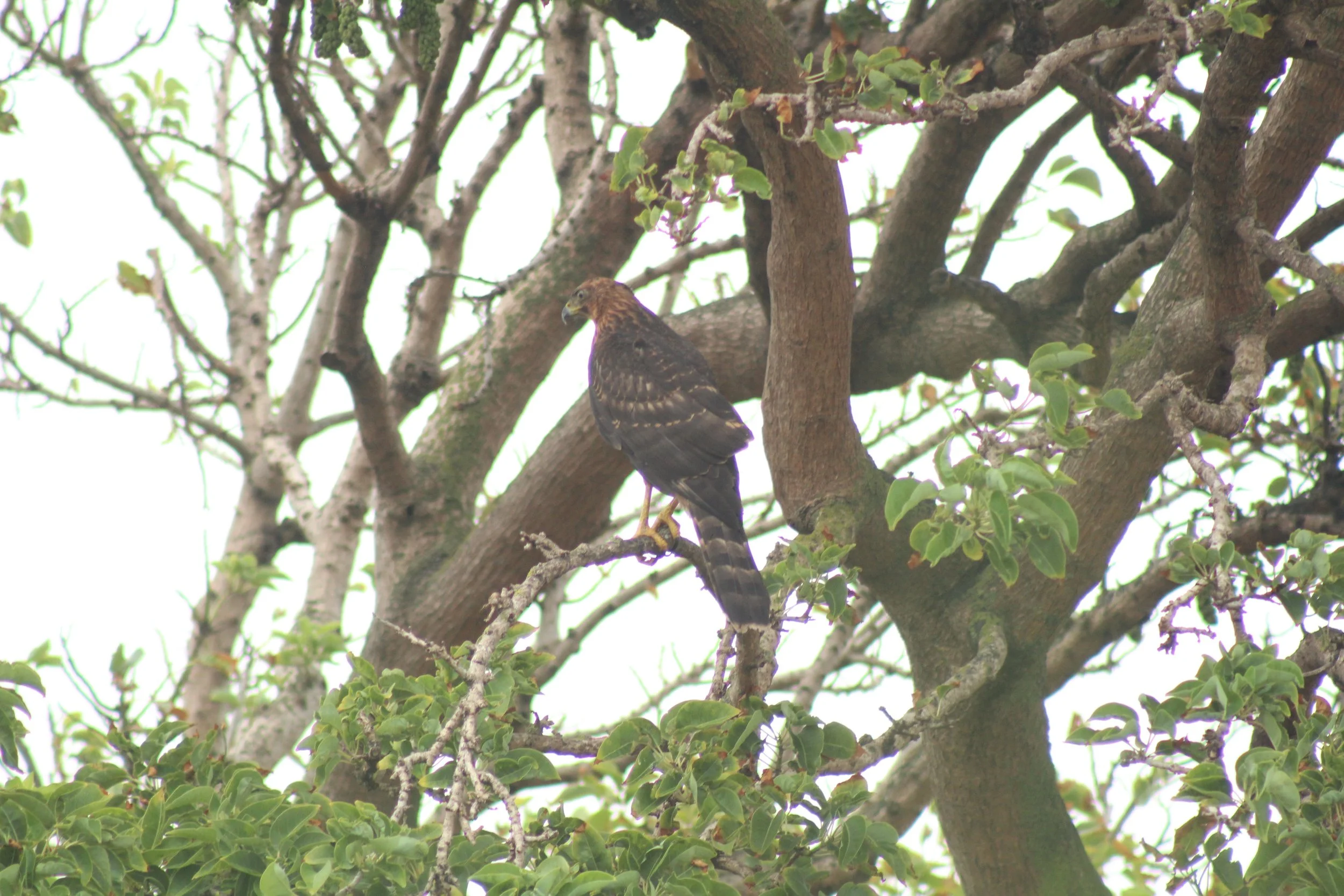 Rufous-breasted Sparrowhawk