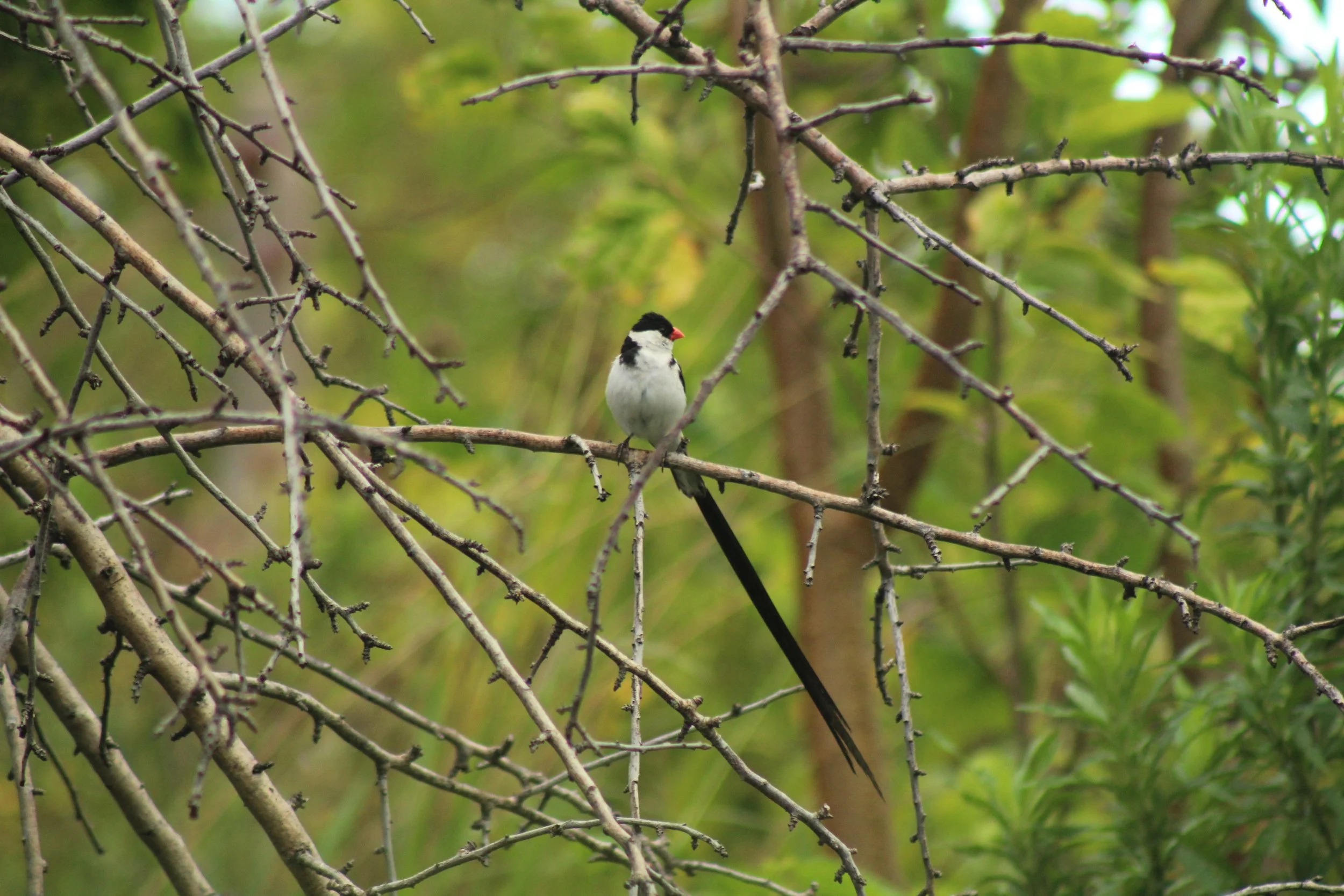 Pin-Tailed Whydah