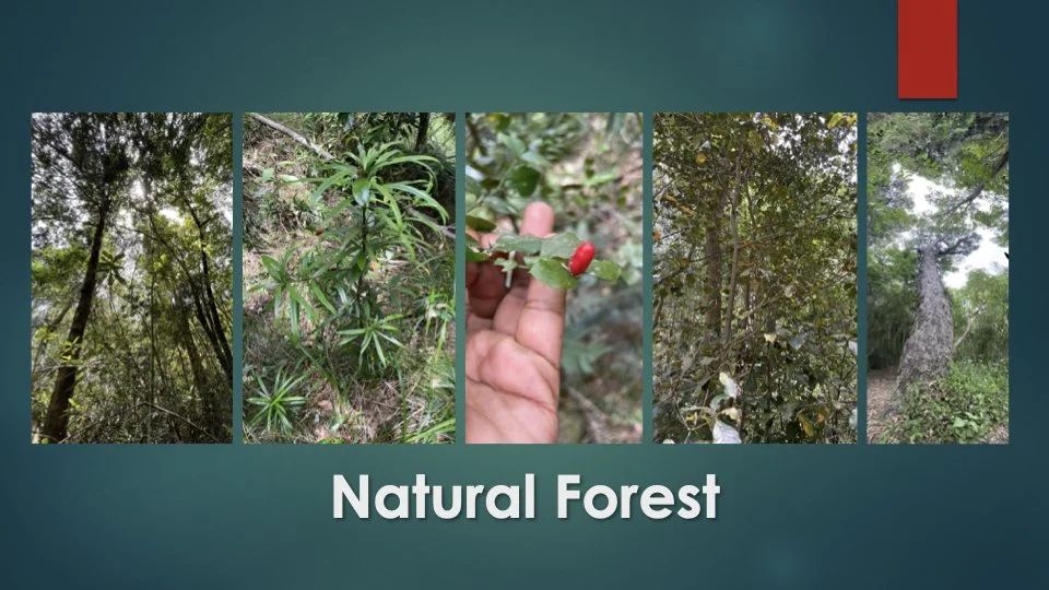 Reforesting & Agriculture Project2.007.jpeg