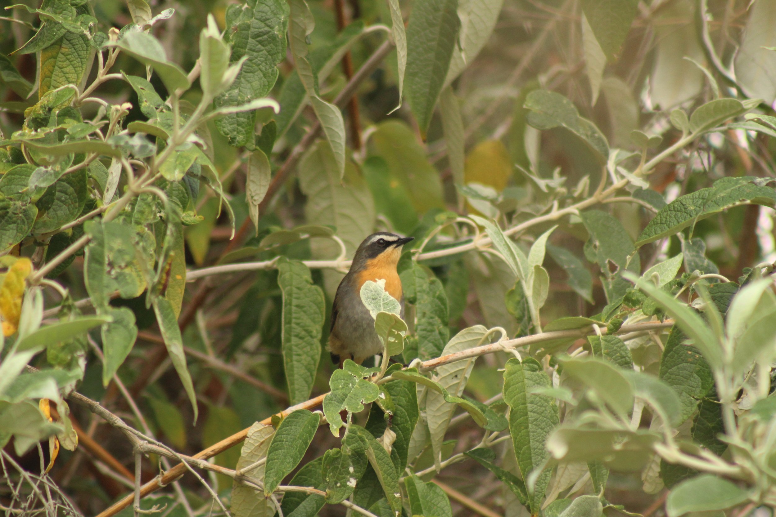 Cape Robin Chat