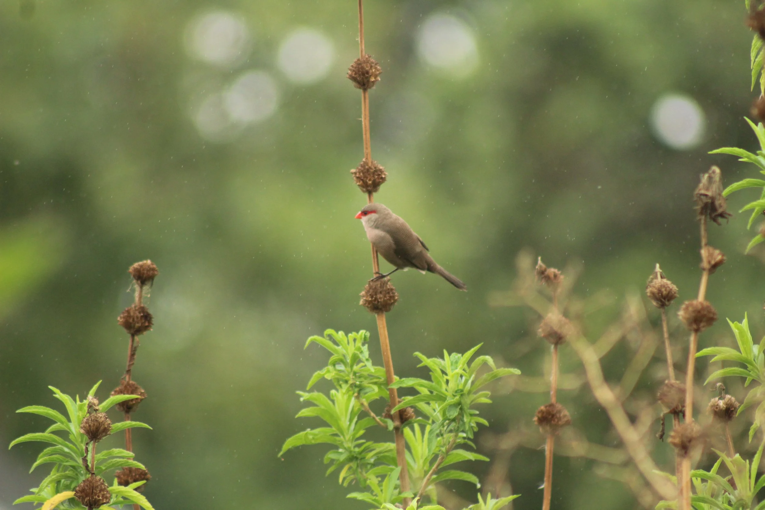 Common Waxbill