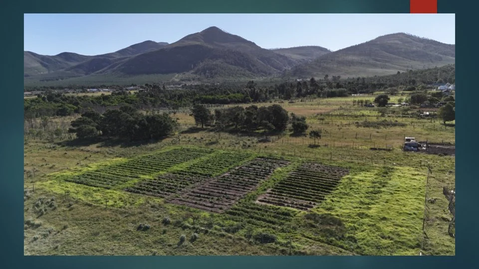 Reforesting & Agriculture Project2.029.jpeg